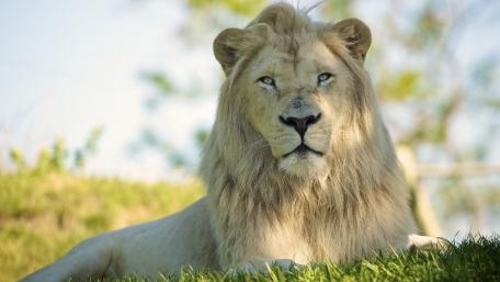 Majestic White Lion in Nature's Embrace wallpaper