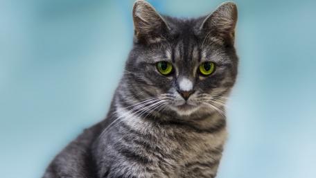 Curious Cat with Striking Green Eyes wallpaper