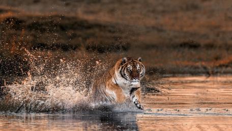 Majestic Tiger in a Splendid Splashing Scene wallpaper