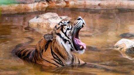 Majestic Tiger Yawning in Water wallpaper
