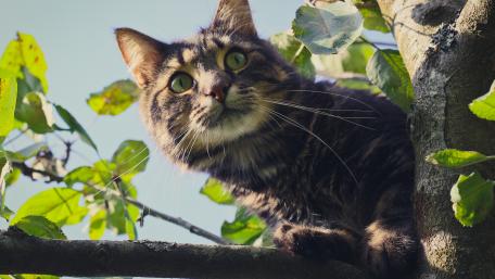 Curious Cat in a Tree Scene wallpaper