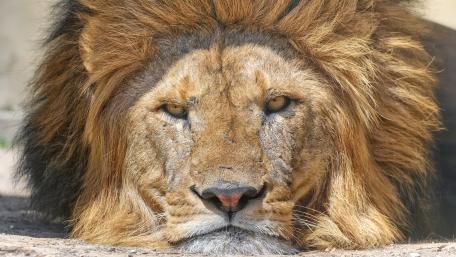 Majestic Lion Portrait Capturing Nature's Majesty wallpaper