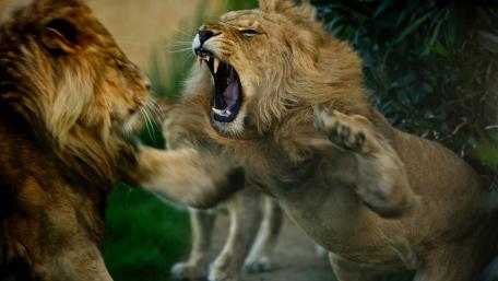 Majestic Lions in a Fierce Encounter wallpaper