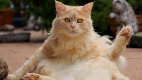 Fluffy Cat Relaxing in the Sunlight wallpaper