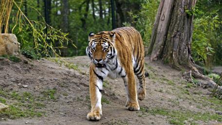 Majestic Tiger in Its Habitat wallpaper