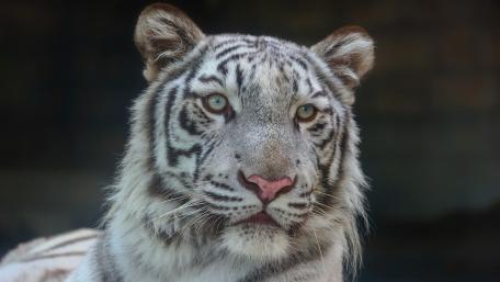 Majestic White Tiger Portrait wallpaper