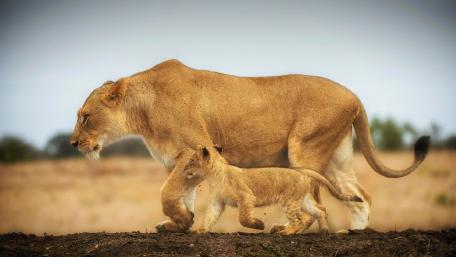 Majestic Lioness Walking with Her Cub in the Wild wallpaper