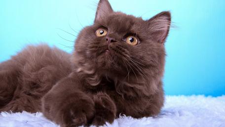 Fluffy Persian Cat in 4K Resolution wallpaper