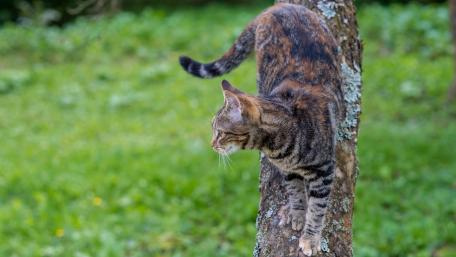 Elegant Tabby Cat Exploring Nature's Beauty wallpaper