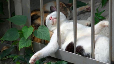 Lazy Cats Enjoying a Peaceful Nap Together wallpaper