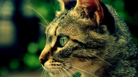Majestic Feline in Nature's Embrace wallpaper