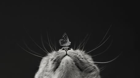 Whiskers and Wings Dance Together in Harmony wallpaper