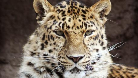 Majestic Leopard Portrait wallpaper