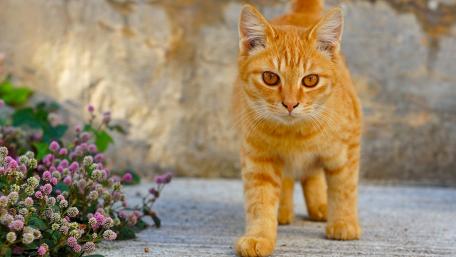Charming Ginger Cat in a Flower Garden wallpaper
