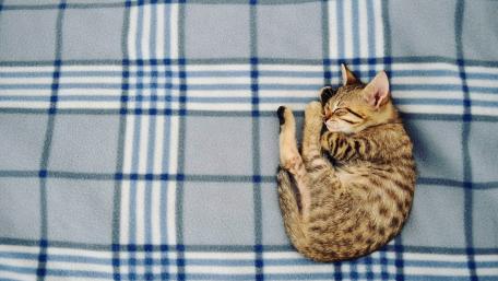 Cozy Cat Napping on a Soft Blanket wallpaper
