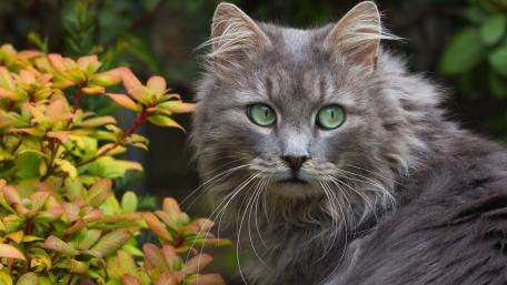 Majestic Cat with Striking Green Eyes wallpaper