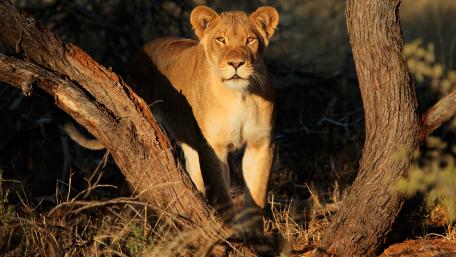 Majestic Lioness in Golden Light wallpaper