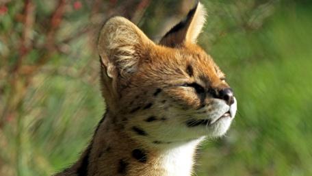 Graceful Serval Enjoying the Sunlight wallpaper