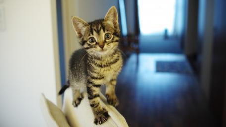 Curious Kitten Exploring Its Environment wallpaper