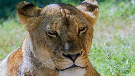 Majestic Lioness in Natural Habitat wallpaper