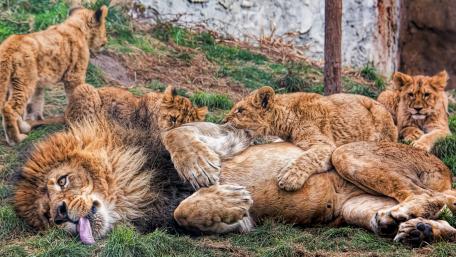 Majestic Lions and Playful Cubs in Nature's Embrace wallpaper