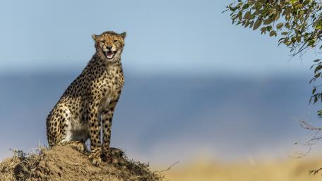 Majestic Cheetah Roaming the Savanna wallpaper