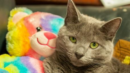 Adorable Cat with Colorful Stuffed Animal wallpaper