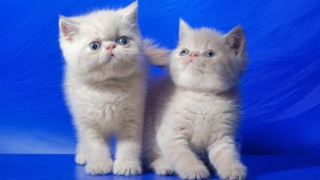 Adorable Kittens on Bright Blue Background wallpaper