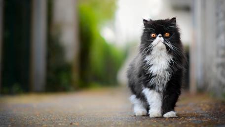 Majestic Persian Cat on a Quiet Pathway wallpaper