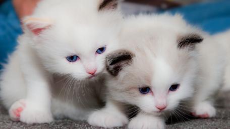 Adorable Kittens Exploring Their World wallpaper