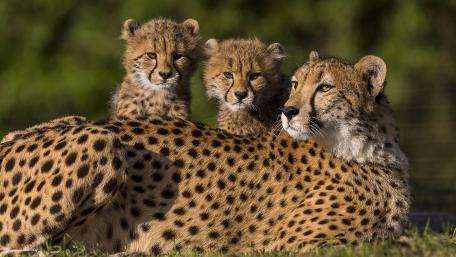 Cheetah Family Bonding Moments wallpaper