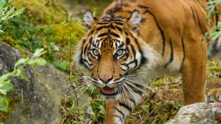 Majestic Tiger in the Wild wallpaper
