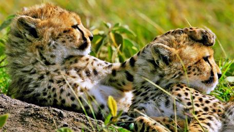 Cuddly Cheetah Cubs Relaxing Together wallpaper