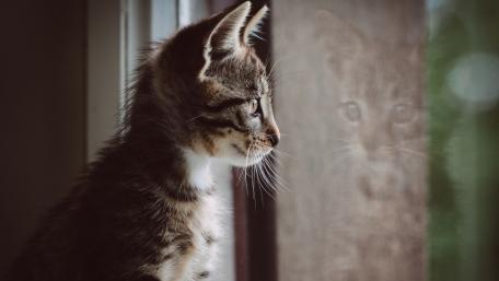 Curious Kitten Gazing Out the Window wallpaper