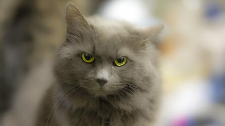 Mysterious Gray Cat with Striking Eyes wallpaper