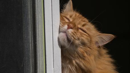 Cozy Cat Enjoying the Sunlight wallpaper