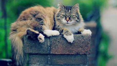 Majestic Cat Relaxing in Nature wallpaper