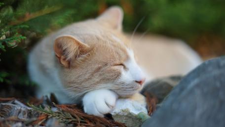 Cozy Cat Amidst Nature's Beauty wallpaper