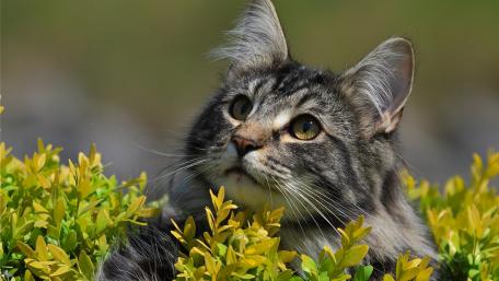 Majestic Cat Among Vibrant Greenery wallpaper