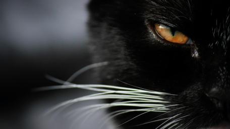 Mysterious Gaze of a Black Cat wallpaper