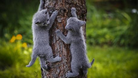 Playful Kittens Climbing on a Tree wallpaper