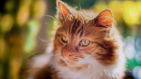 Majestic Feline Staring into the Light wallpaper
