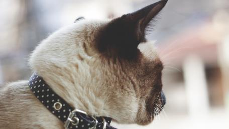 Elegant Cat in Focus Amid a Soft Background wallpaper