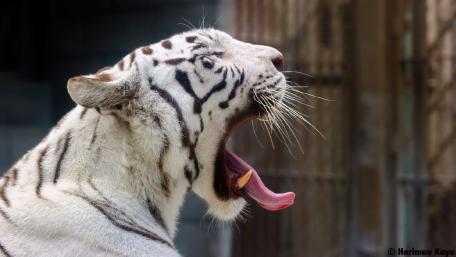 Majestic White Tiger in a Yawning Pose wallpaper