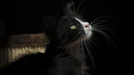 Mystical Shadows of a Curious Cat wallpaper