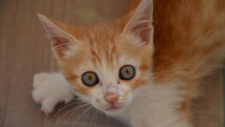 Adorable Ginger Kitten Close-Up wallpaper
