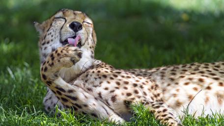 Cheetah Relaxing in Nature's Embrace wallpaper