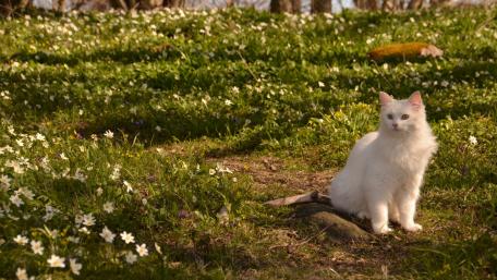 Whimsical White Cat Amidst Blooming Flowers wallpaper