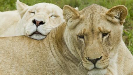 Majestic Lions in Peaceful Resting Moments wallpaper