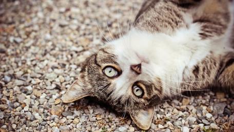 Playful Cat on Gravel Surface wallpaper